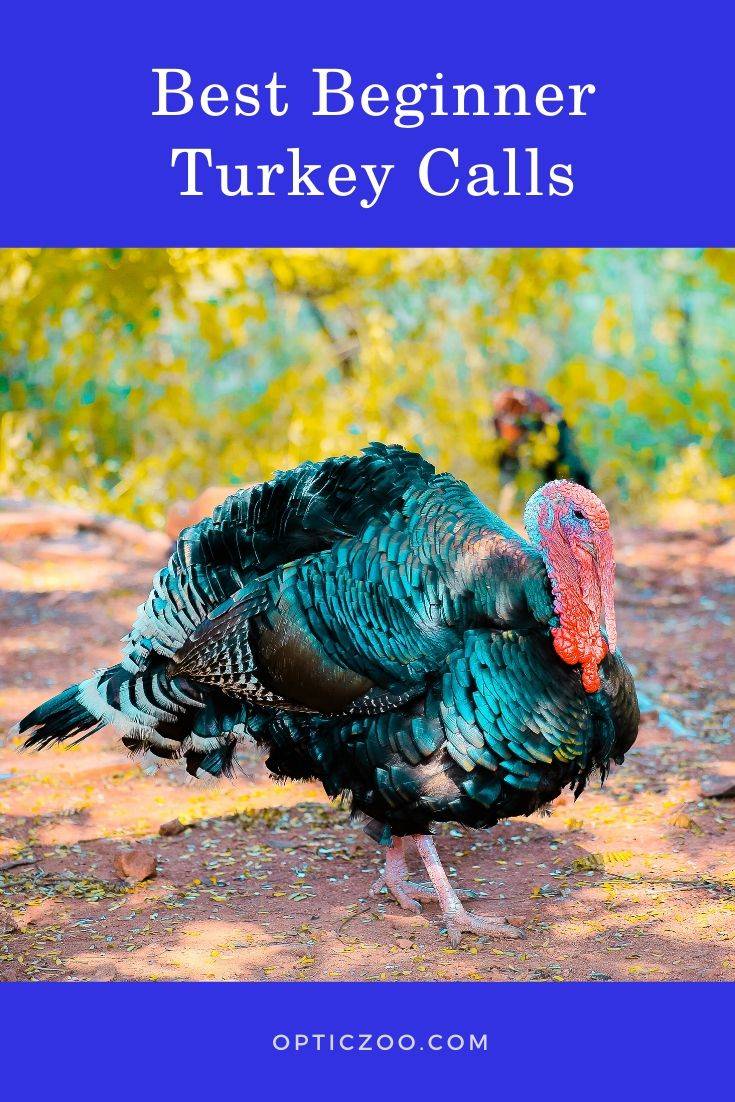 Best Beginner Turkey Calls