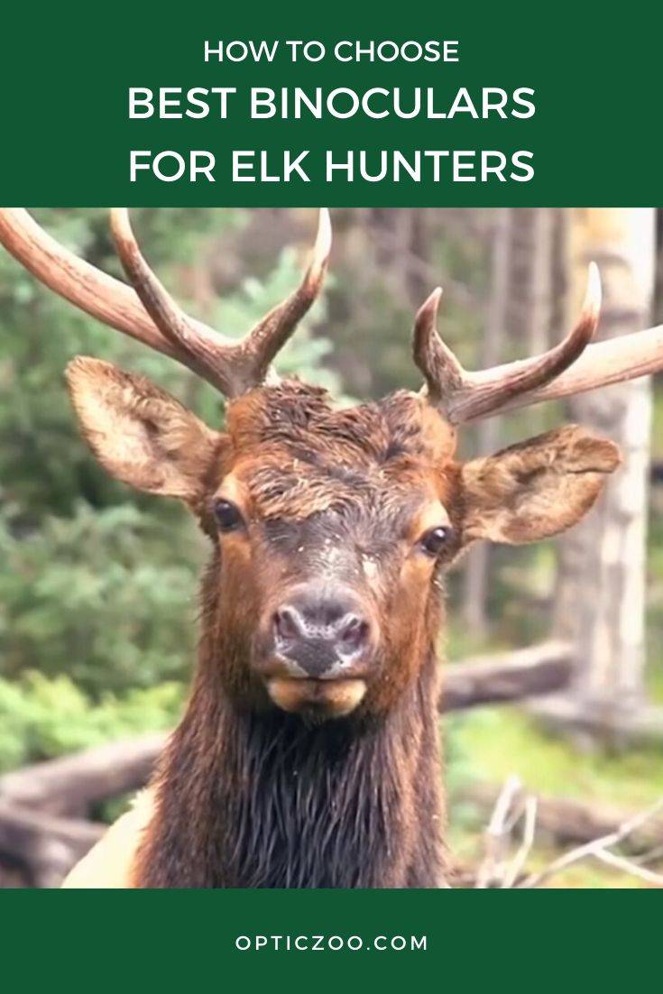 Best Binoculars For Elk Hunters