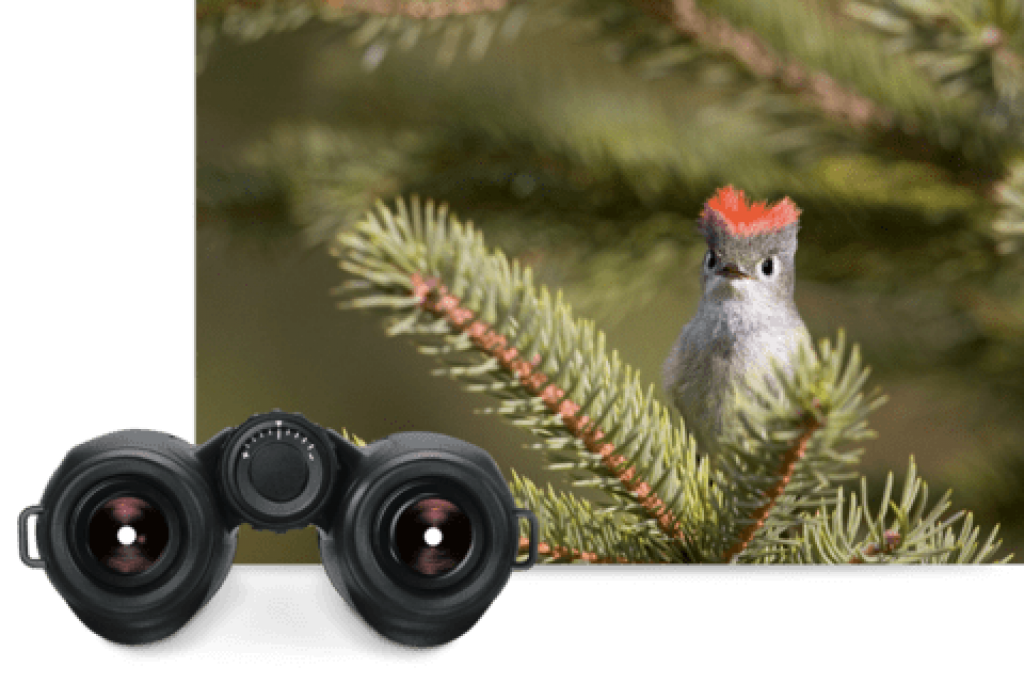 Best Binoculars For Birding (Updated January 2024)