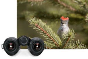 Best Binoculars For Birding