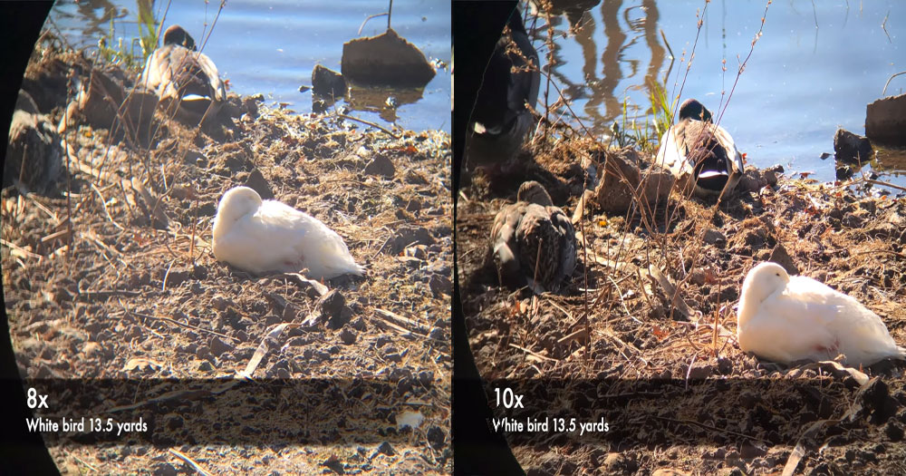 the magnification power is an important part of the birding
